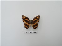 藏品(花豹盛蛺蝶)的圖片